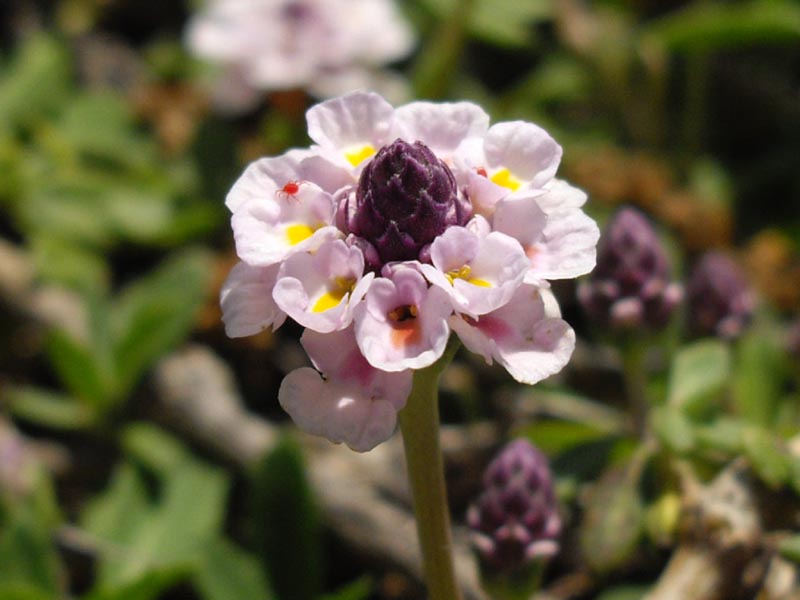 Phyla nodiflora photo